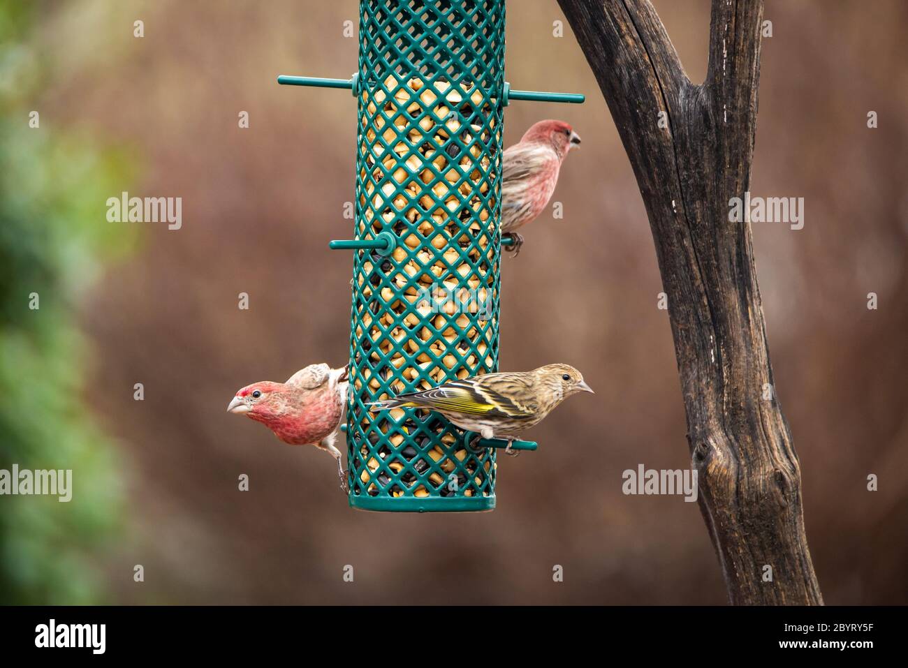 Zwei männliche Hausfinken und eine weibliche Kiefer Siskin an einem Futterhäuschen Stockfoto