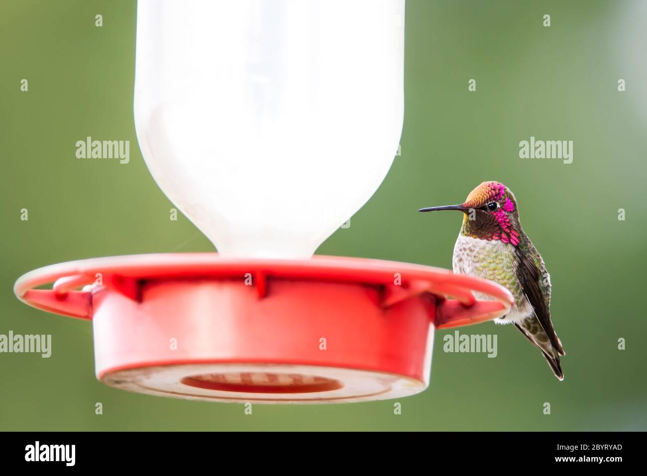 Erwachsene männliche nordamerikanische Anna Kolibri, Calypte anna, am Futterhäuschen Stockfoto