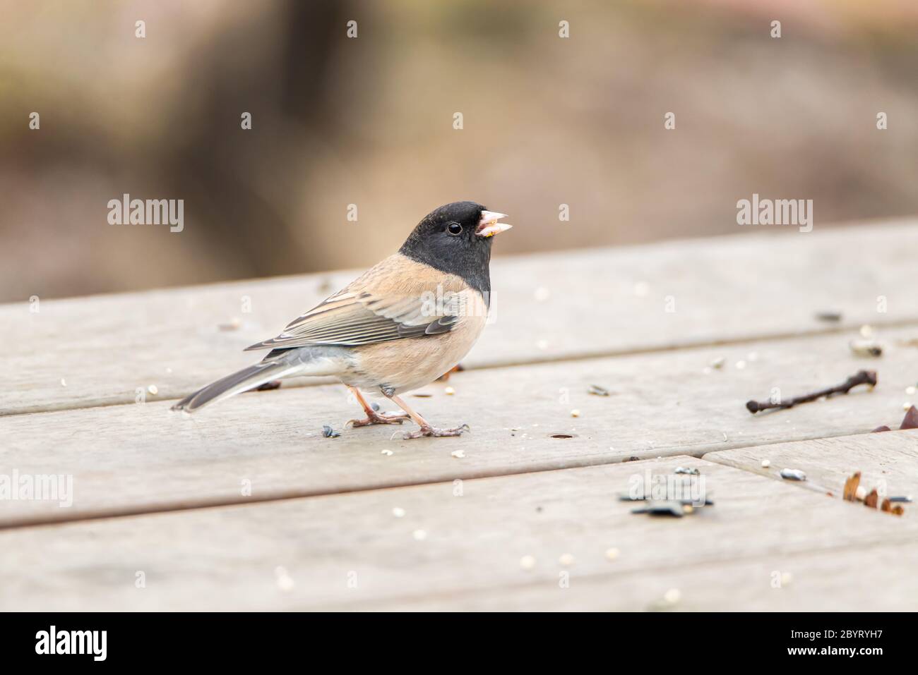 Braunrückensperling mit Dunkelaugen, Junco hyemalis, auch Oregon junco genannt Stockfoto