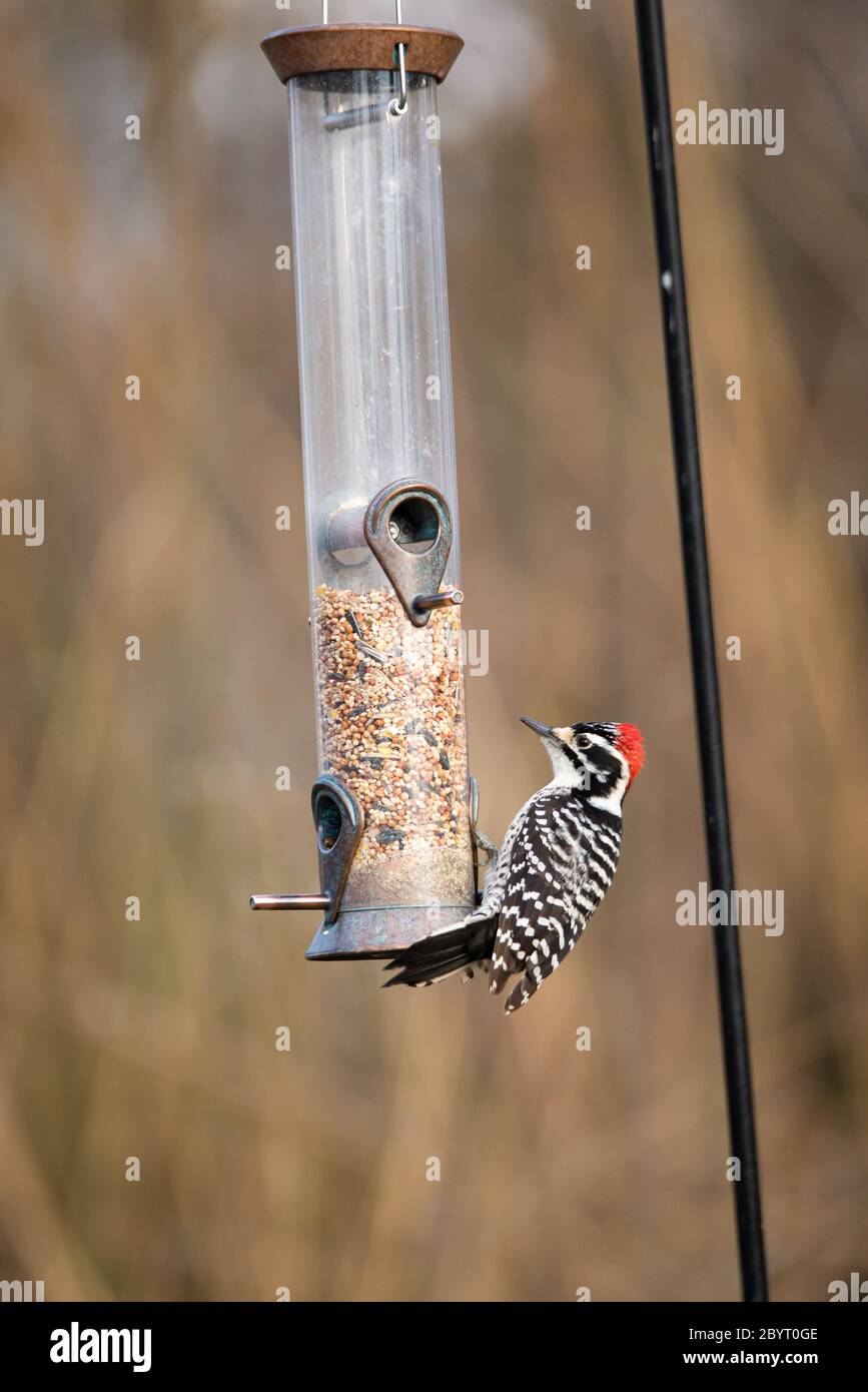 Der Erwachsene männliche Nuttall-Specht am Vogelfutterhäuschen im kalifornischen Garten Stockfoto