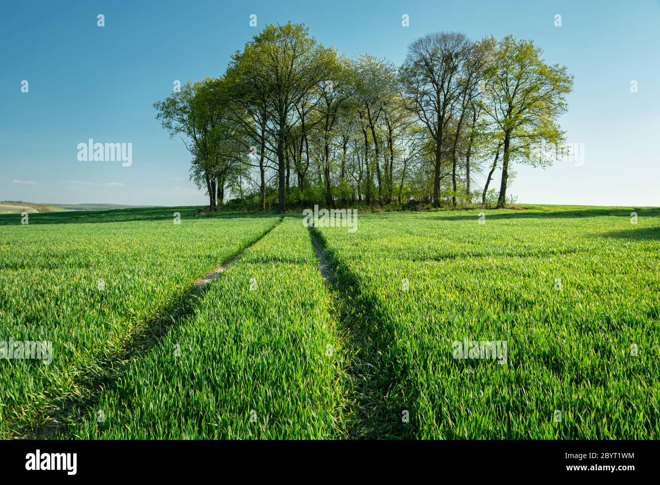 Spuren von Traktorrädern in einem grünen Feld, Gruppe von Bäumen und blauen Himmel Stockfoto