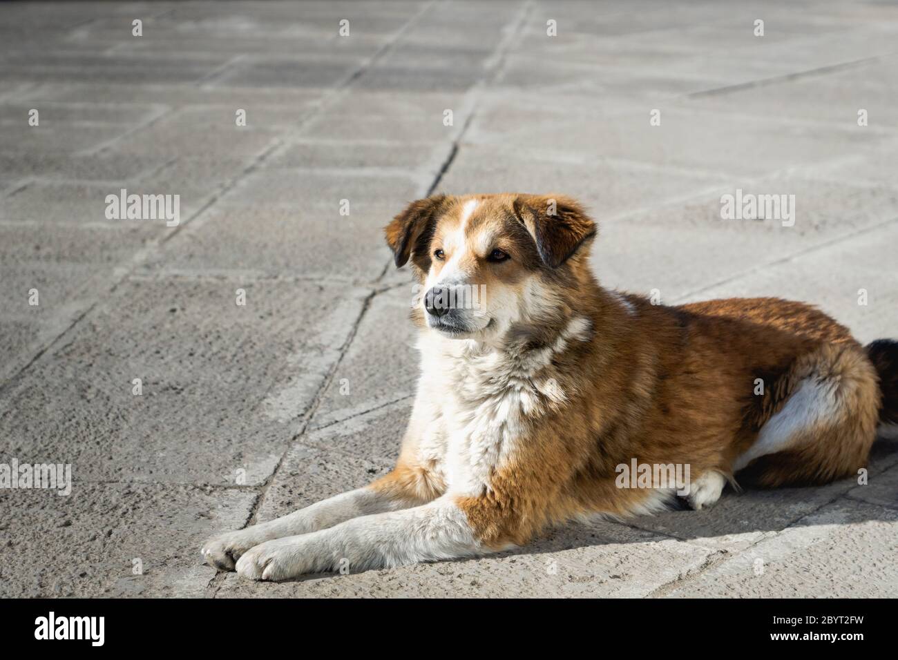 Hundeportrait mit offenem Auge in die Ferne - junger Welpe Hund Gesicht Seitenprofil mit hoffnungsvollen, neugierigen, Wunschaussicht Stockfoto