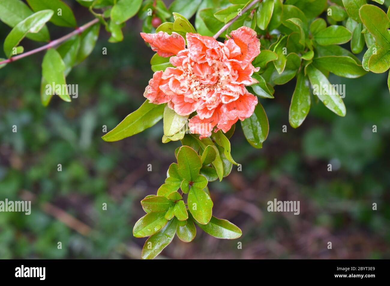 Granatapfelblüte ist Nachkommen seines Baumes Punica granatum Laubstrauch in der Familie der Lythraceae, die für ihre süßen, herben Früchte voller dunkler essbarer Samen bekannt ist Stockfoto