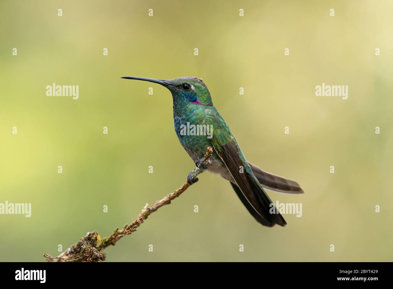 Ein männlicher Weißventier (Colibri serrirostris) aus dem Atlantischen Regenwald Stockfoto