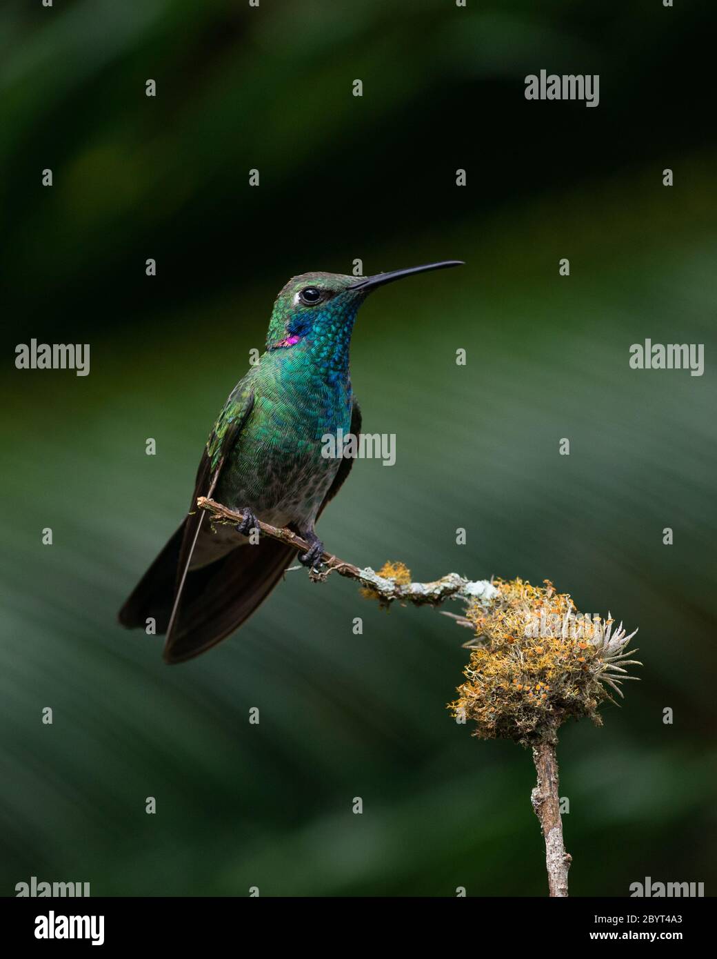 Ein männlicher Weißventier (Colibri serrirostris) aus dem Atlantischen Regenwald Stockfoto