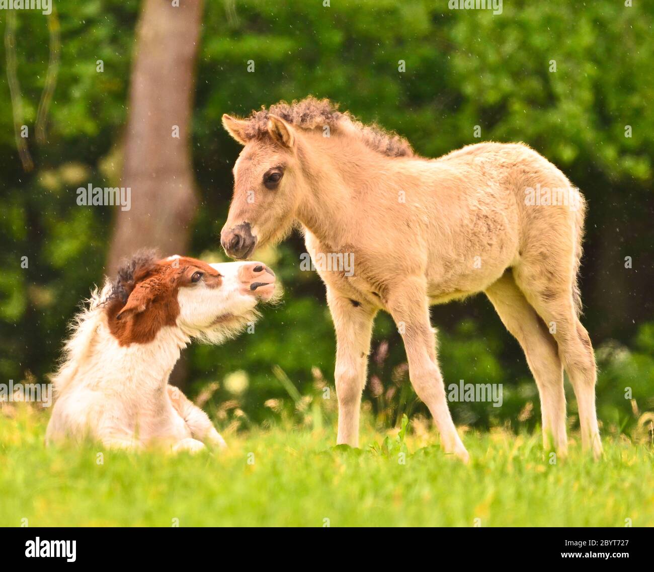 Zwei Niedliche Und Tolle Kleine Fohlen Von Islandischen Pferden Eine Spiesse Und Eine Duncoloured Spielen Und Pflegen Zusammen Und Uben Soziales Lernen Stockfotografie Alamy