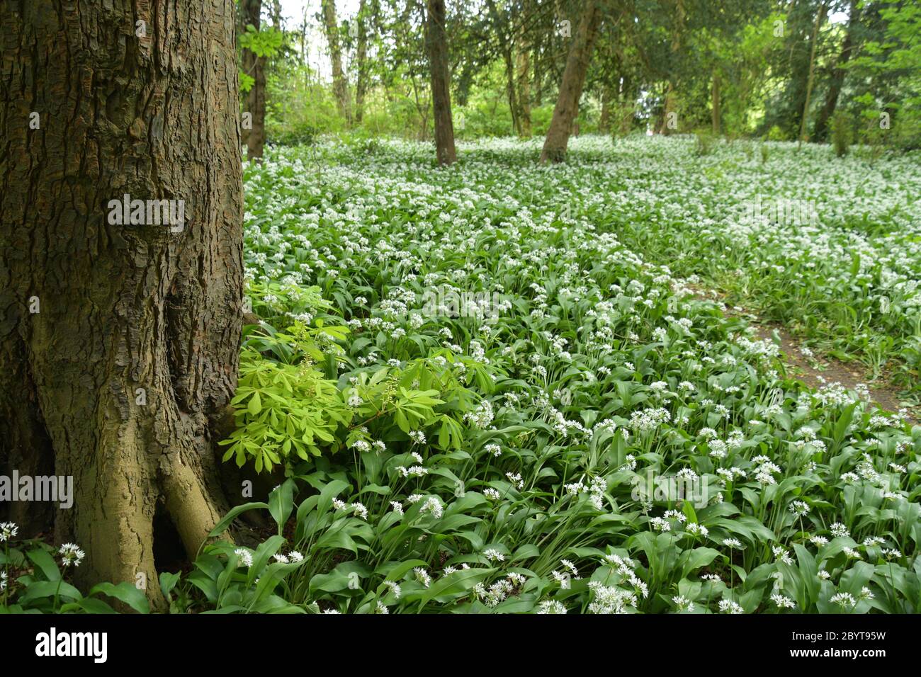 Bärlauch (Allium ursinum) auch als "plumoms" bekannt Teppich den Boden um eine Rosskastanie in einem kleinen Wald im Frühjahr in der Nähe der Mitte eines to Stockfoto