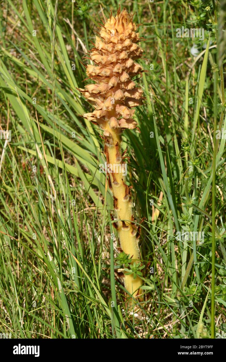Knapfweed Broomrape'Orobanche elatior' fehlt Chlorophyll dieser Parasit relys auf größere Knapfweed.Found in rauer Weide über Kreide oder Kalkstein.Wid Stockfoto