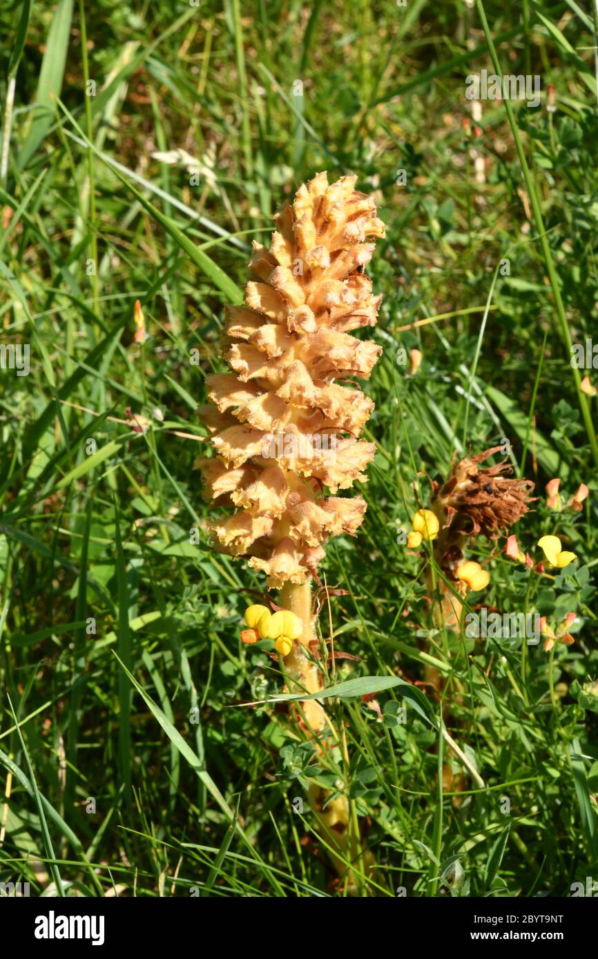 Knapfweed Broomrape'Orobanche elatior' fehlt Chlorophyll dieser Parasit relys auf größere Knapfweed.Found in rauer Weide über Kreide oder Kalkstein.Wid Stockfoto