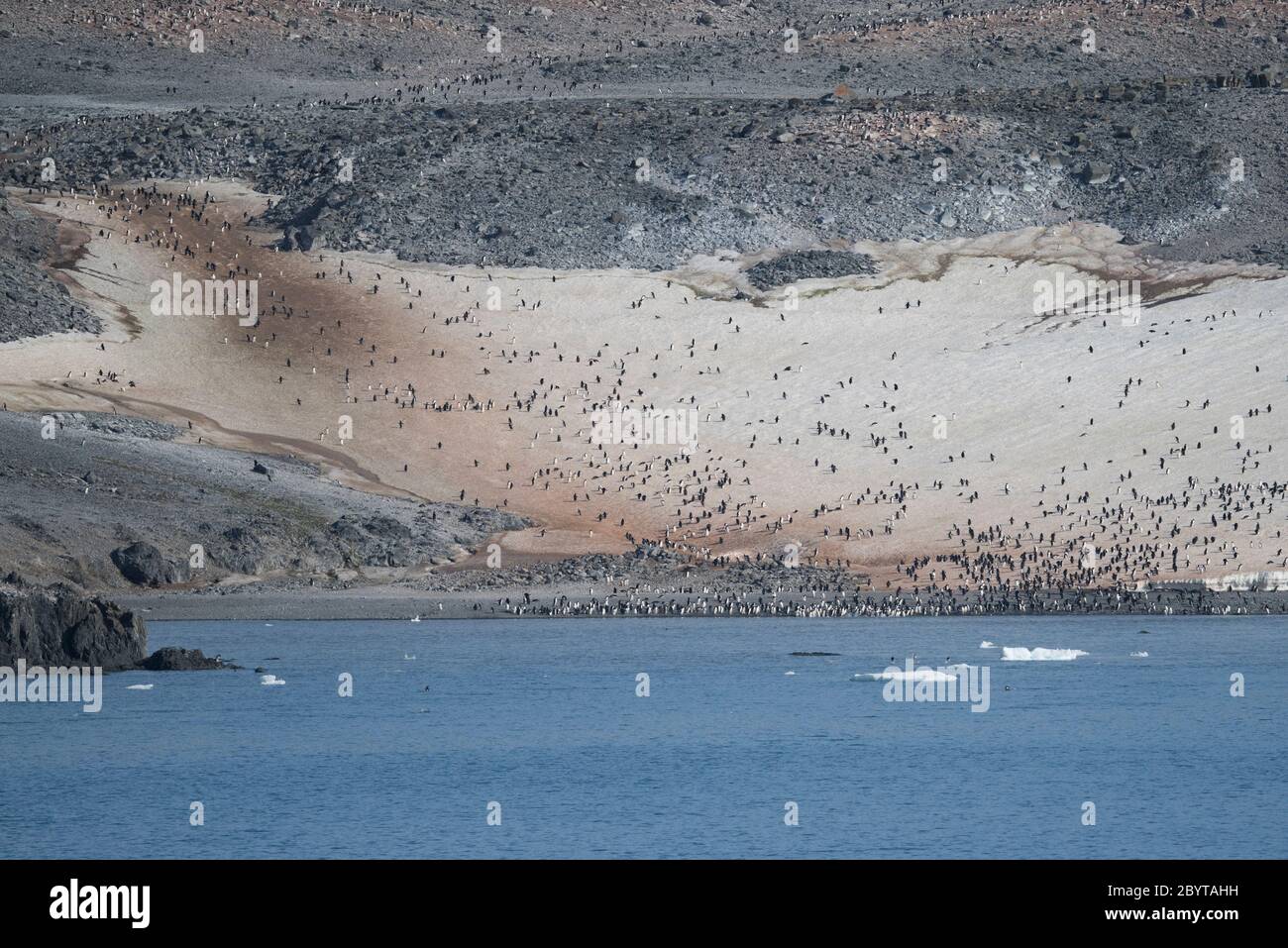 Eine Adélie Pinguinkolonie in der Hope Bay auf der Trinity Peninsula, Antarktische Halbinsel, Antarktis Stockfoto