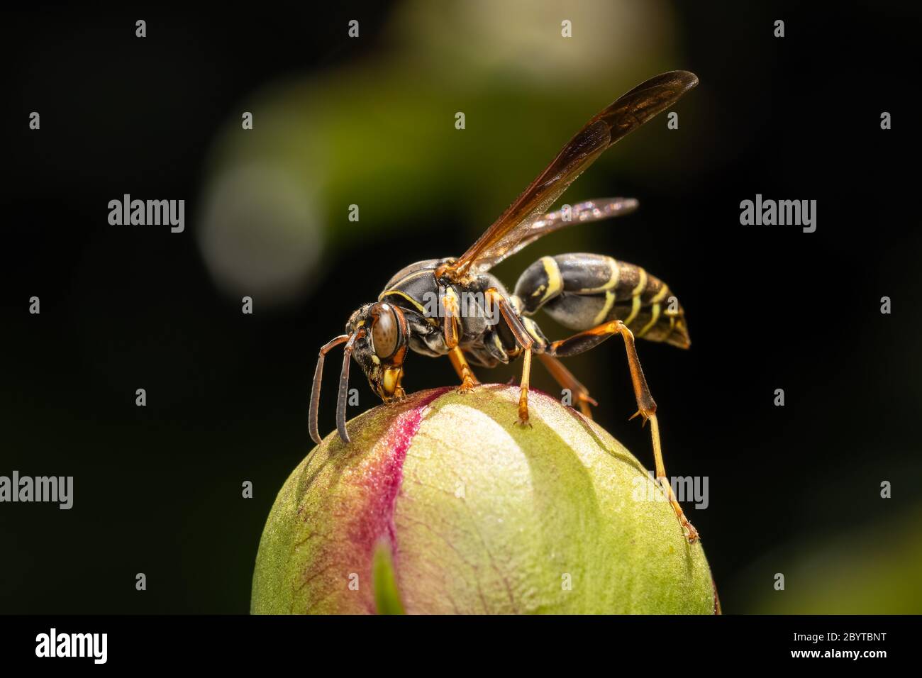 Nördliche Papierwespe, die auf einer Pfingstrose auf dunklem Grund ernährt Stockfoto