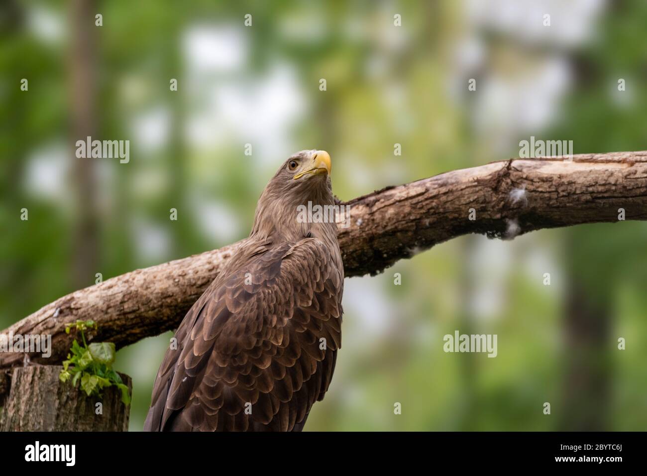 Goldener Adler mit gelbem Schnabelkopf Nahaufnahme auf unscharfem natürlichen Hintergrund. Kraftvoller Vogel auf Baum im wilden Leben Stockfoto