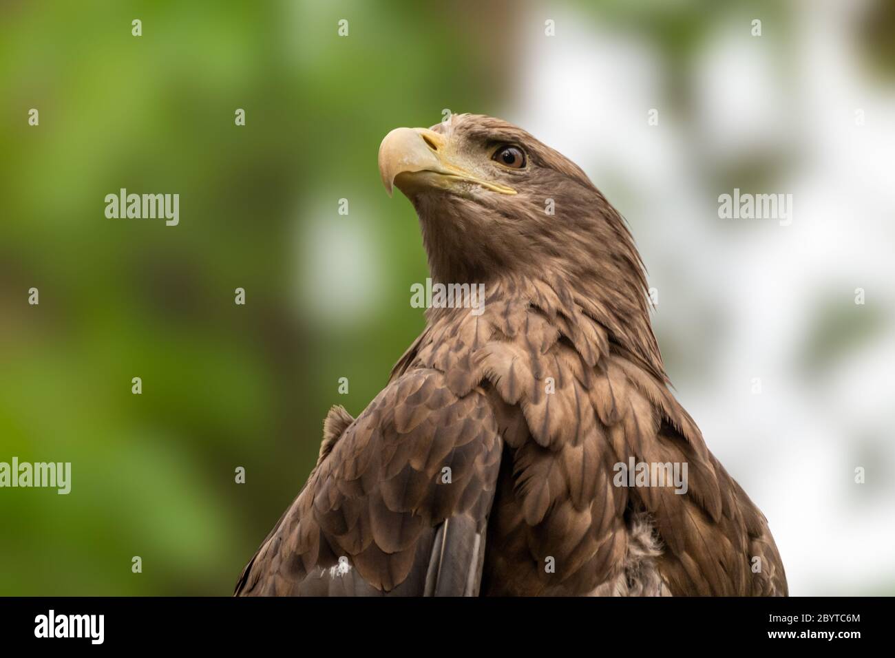 Goldener Adler mit gelbem Schnabelkopf Nahaufnahme auf unscharfem natürlichen Hintergrund. Kraftvolles Vogelprofil in der Wildnis Stockfoto