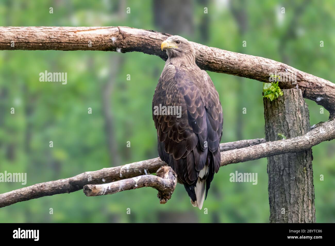 Goldener Adler mit gelbem Schnabel Nahaufnahme auf unscharfem natürlichen Hintergrund. Kraftvoller Vogel, der im wilden Leben auf einem Ast sitzt Stockfoto