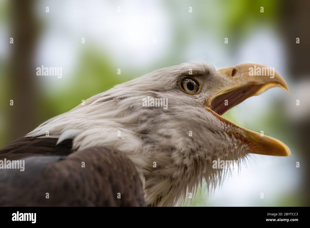 Porträt eines Weißkopfseeadlers, der Nahaufnahme auf unscharfem natürlichen Hintergrund schreit. Kraftvoller Vogel im wilden Leben Stockfoto