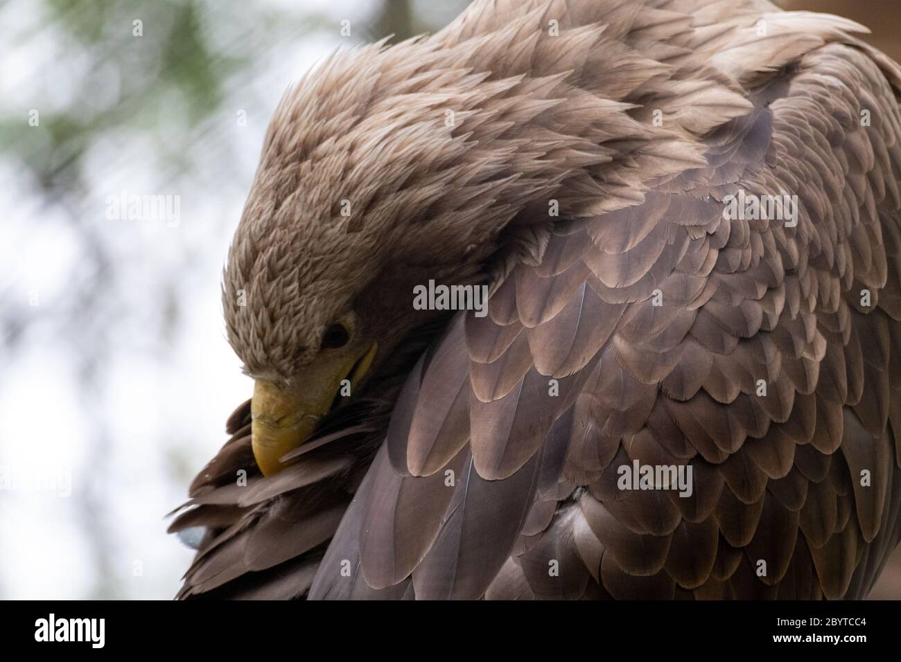 Goldener Adler mit gelbem Schnabel, der Federn in Nahaufnahme auf unscharfem natürlichen Hintergrund reinigt. Vögel in der Wildnis beobachten Stockfoto