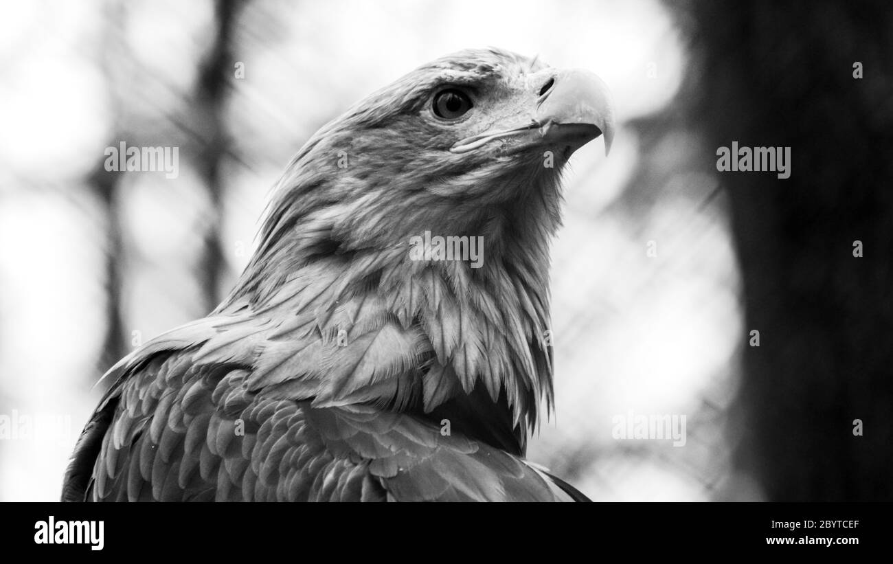 Goldener Adler mit gelbem Schnabelkopf Nahaufnahme auf unscharfem natürlichen Hintergrund. Kraftvolles Vogelprofil in der Wildnis in Graustufen Stockfoto