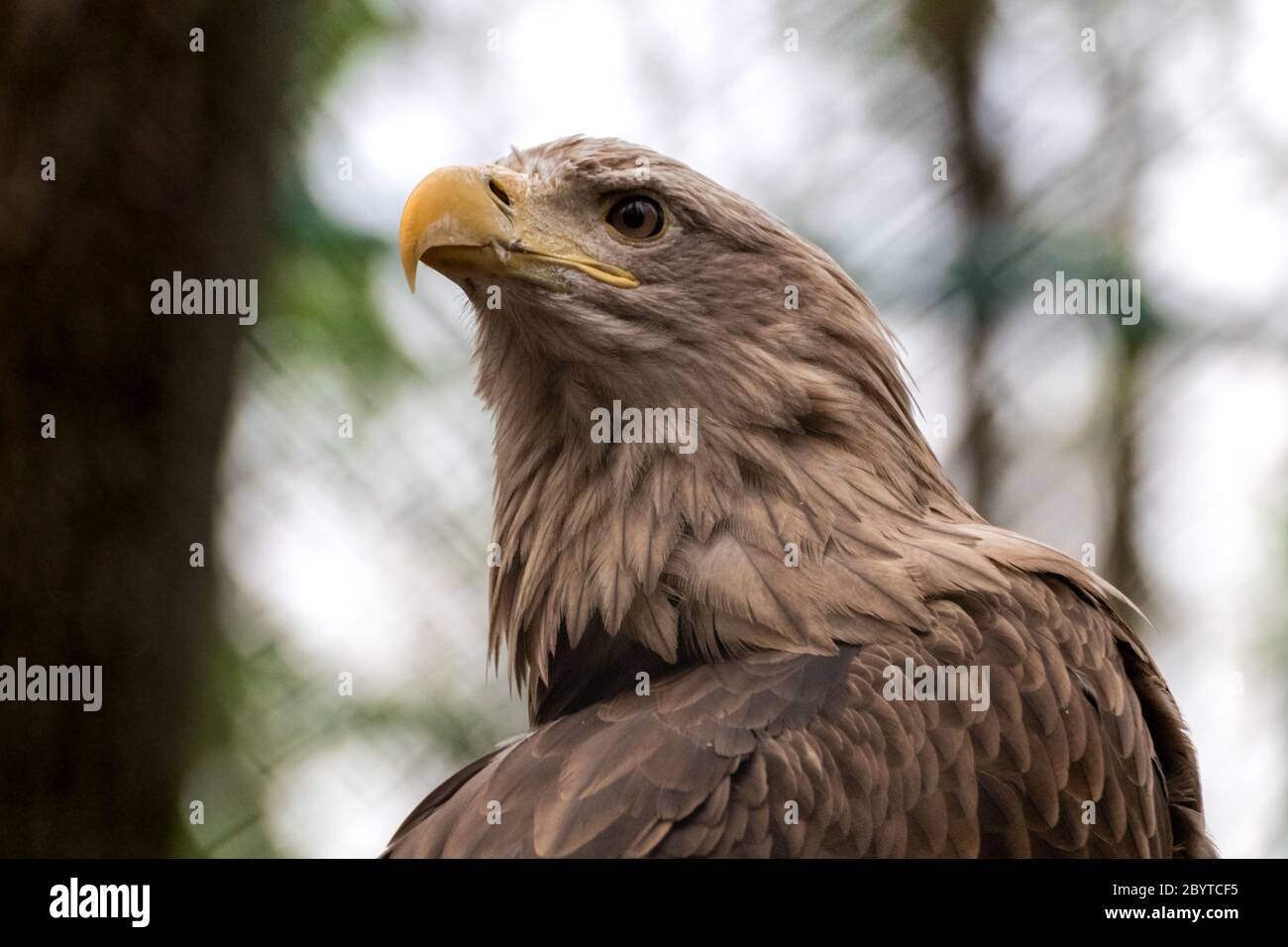Goldener Adler mit gelbem Schnabelkopf Nahaufnahme auf unscharfem natürlichen Hintergrund. Kraftvolles Vogelprofil in der Wildnis Stockfoto