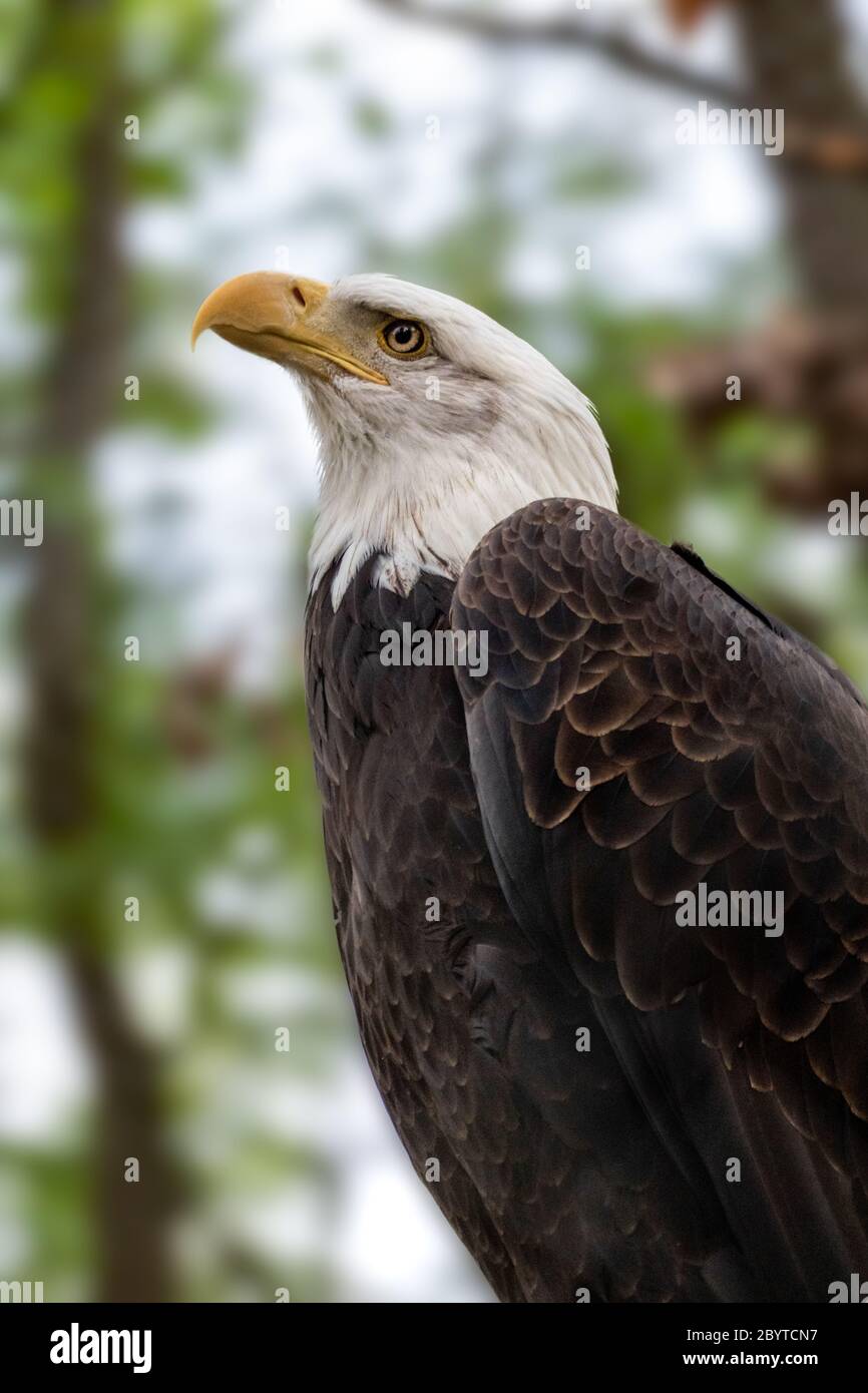 Porträt eines Weißkopfes aus der Nähe auf unscharfem natürlichen Hintergrund. Kraftvoller Vogel im wilden Leben. Vertikal Stockfoto