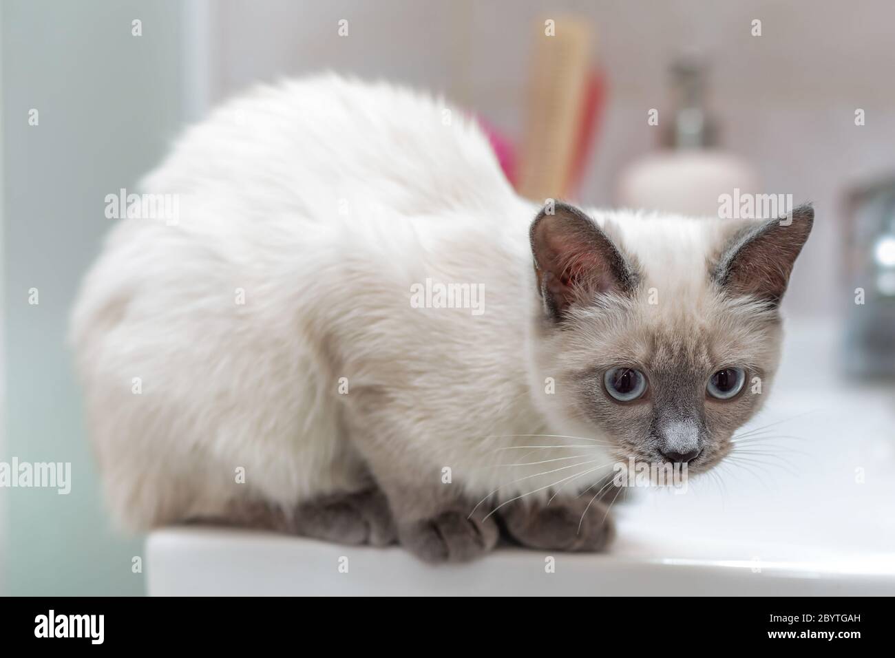 Thai Katze am Rand des Waschbeckens im Badezimmer. Stockfoto