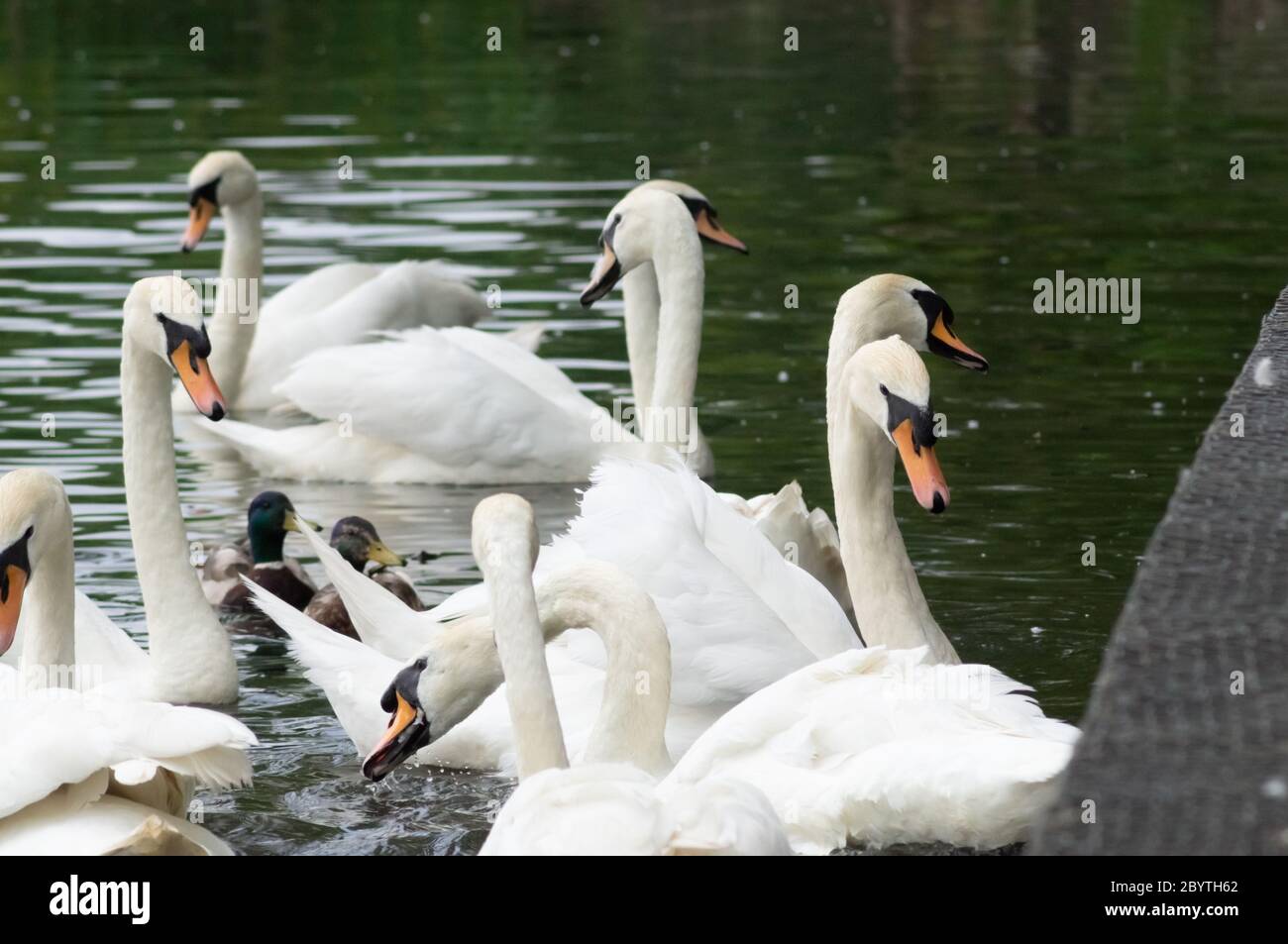 Gruppe von Schwäne füttern in einem Park Herde füttern menschliche Interaktion stumme Schwan Cygnus olor Stockfoto