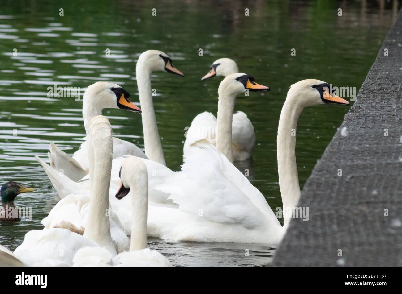 Gruppe von Schwäne füttern in einem Park Herde füttern menschliche Interaktion stumme Schwan Cygnus olor Stockfoto