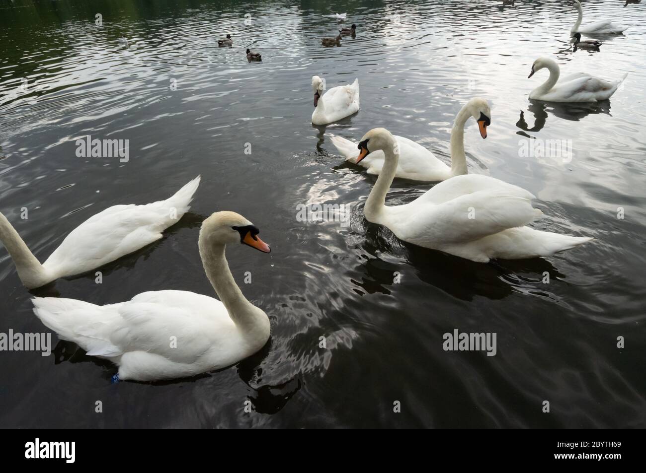 Gruppe von Schwäne füttern in einem Park Herde füttern menschliche Interaktion stumme Schwan Cygnus olor Stockfoto