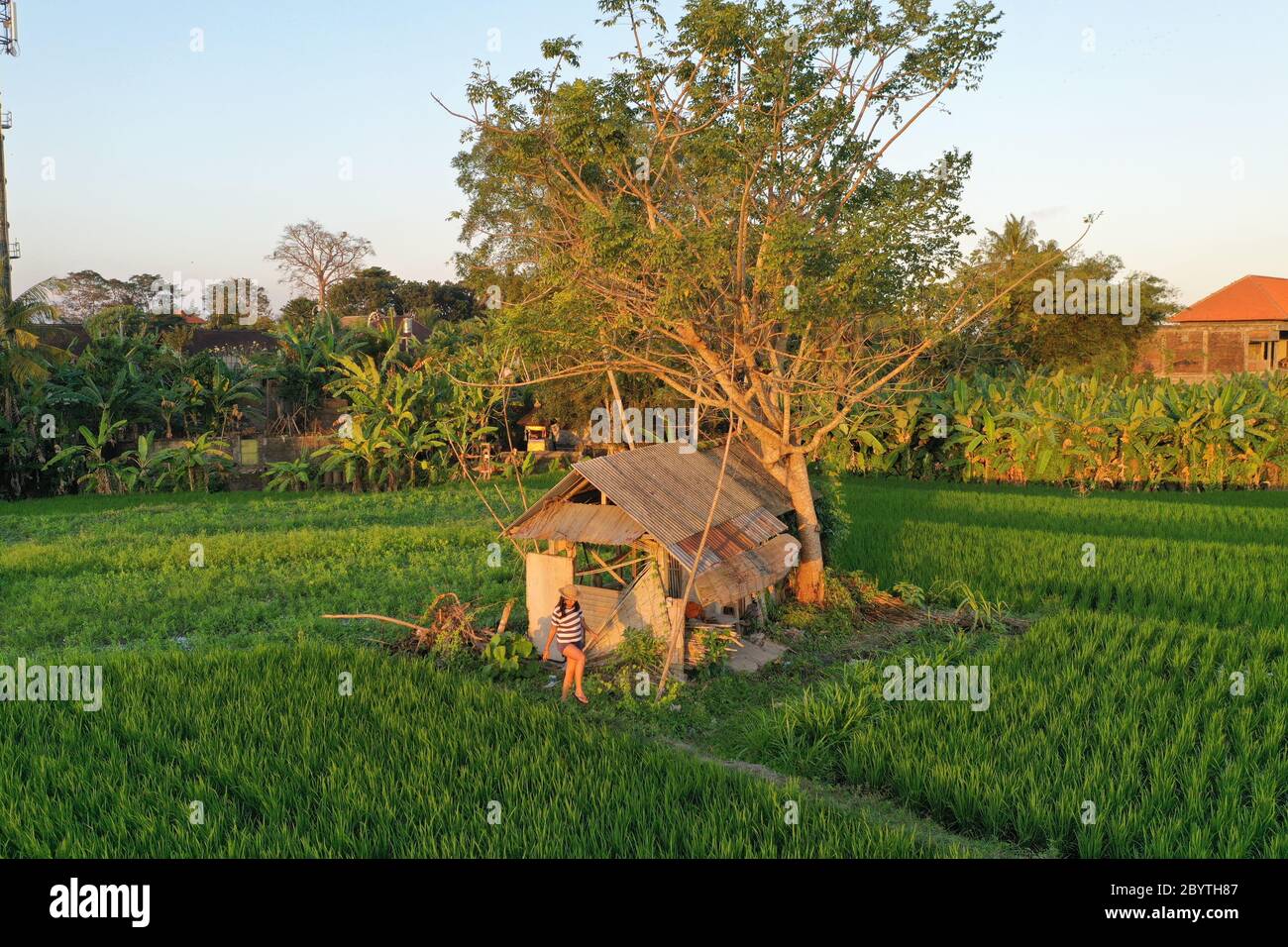 Felder von Grün in Bali Indonesien Stockfoto