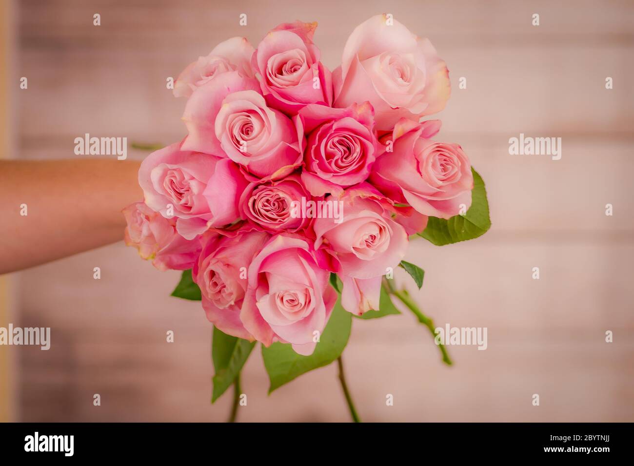 Eine Hand hält einen Strauß von geheimen Garten Rosen Vielfalt, Studio-Aufnahme, rosa Blumen Stockfoto