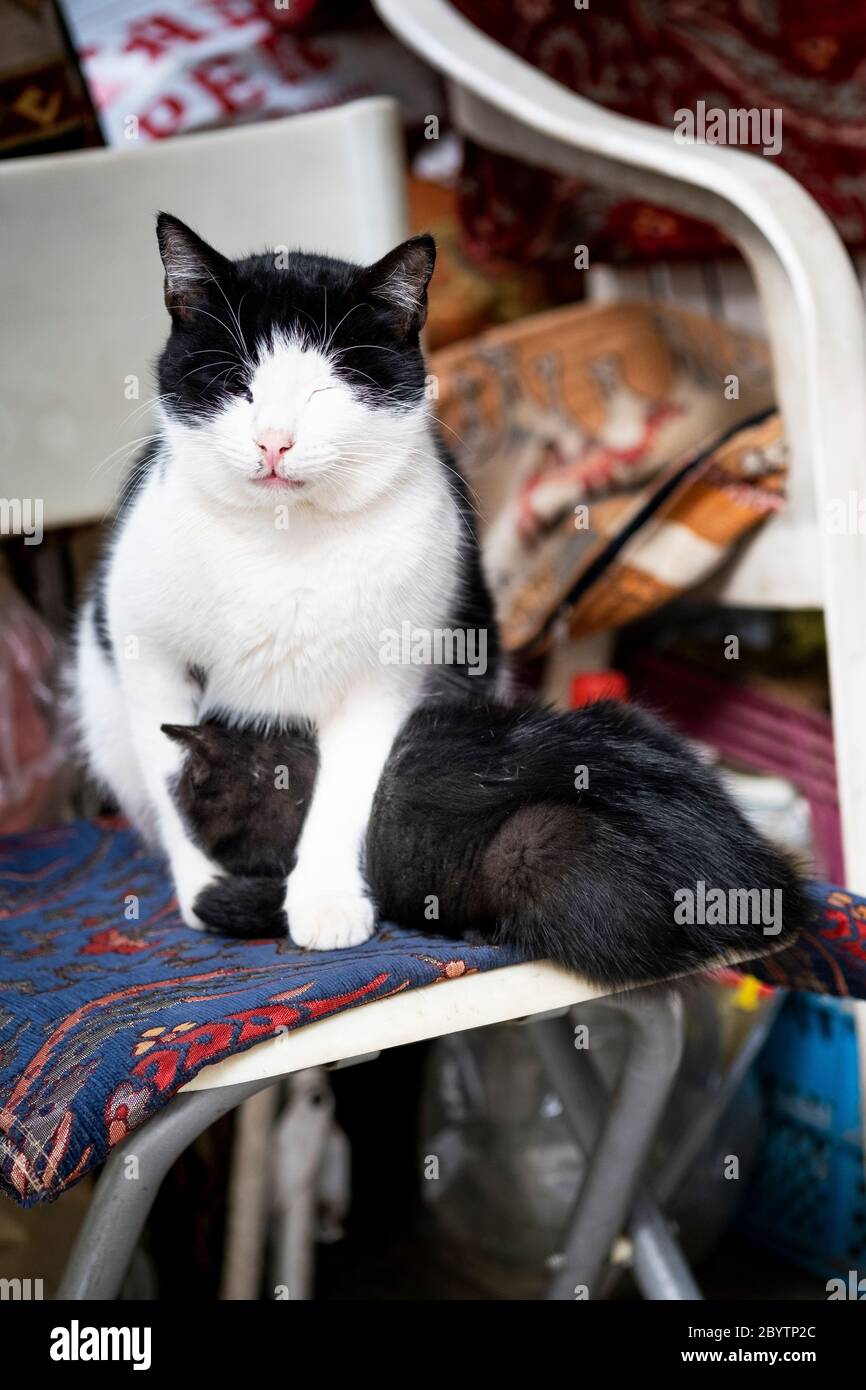 Porträt einer schwarz-weiß gefärbten Katze, die ihr Baby stillt. Stockfoto