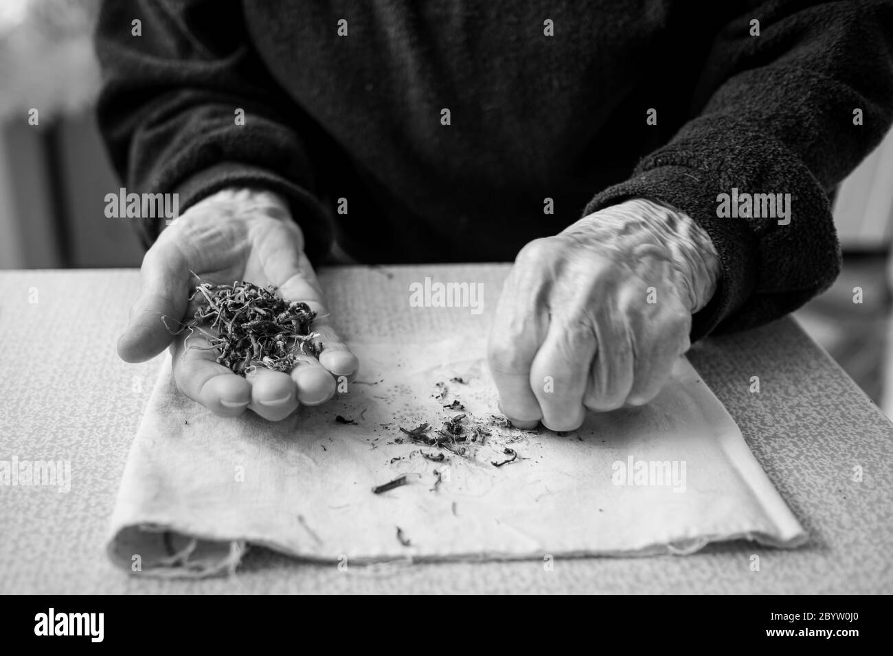 Getrocknete Pflanzen auf der Hand einer alten Frau. Schwarzweiß-Foto. Stockfoto