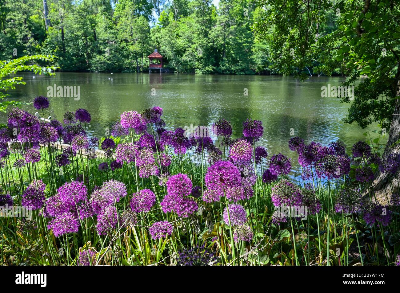 Allium blüht an einem sonnigen Sommertag im Stadtpark Åbackarna entlang