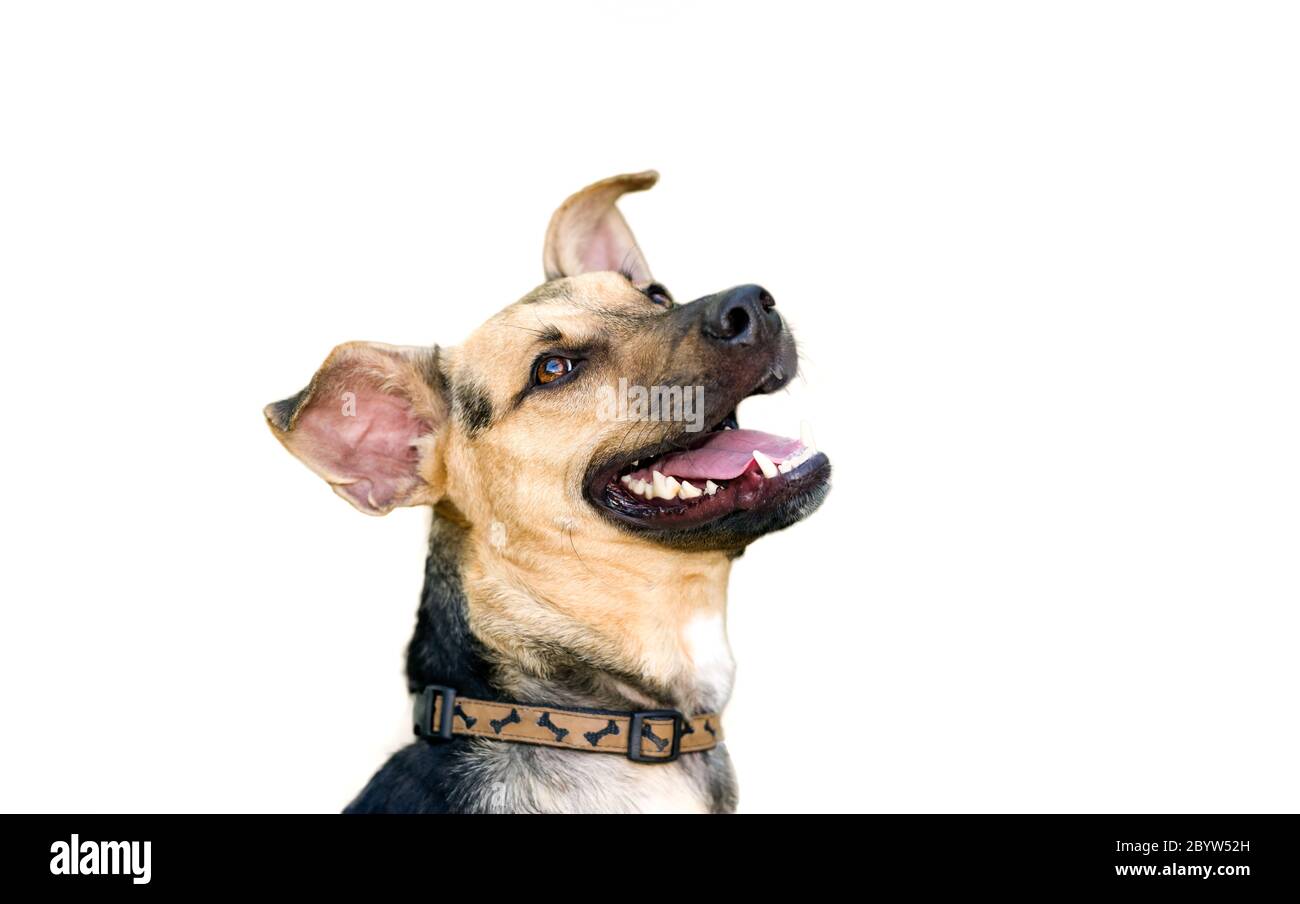 Ein erregter deutscher Sheppard Hund mit offenem Mund isoliert auf Weiß Stockfoto