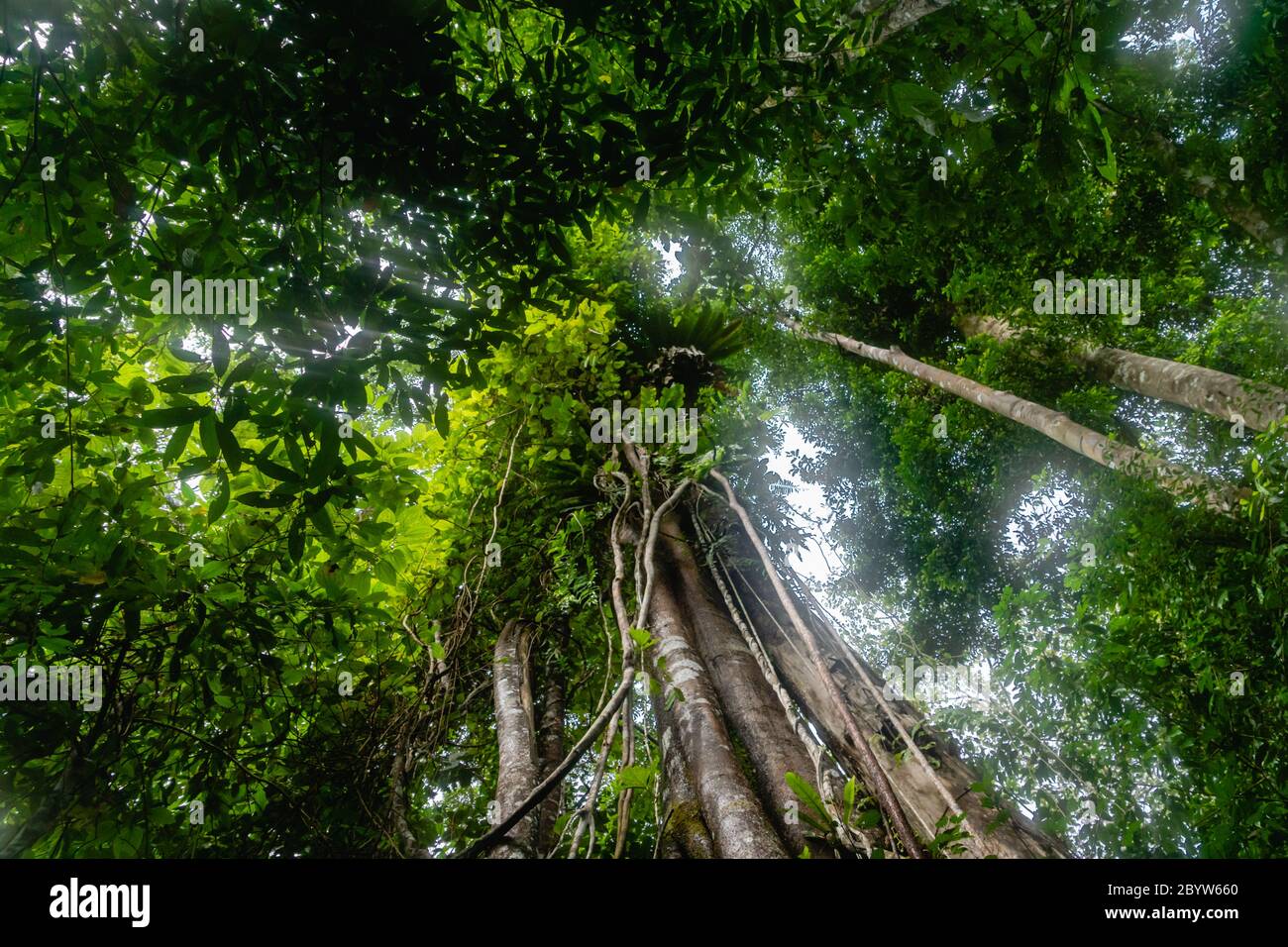 Bäume im tropischen Regenwald Dschungel in Bukit Lawang, Nord-Sumatra, Indonesien. Stockfoto