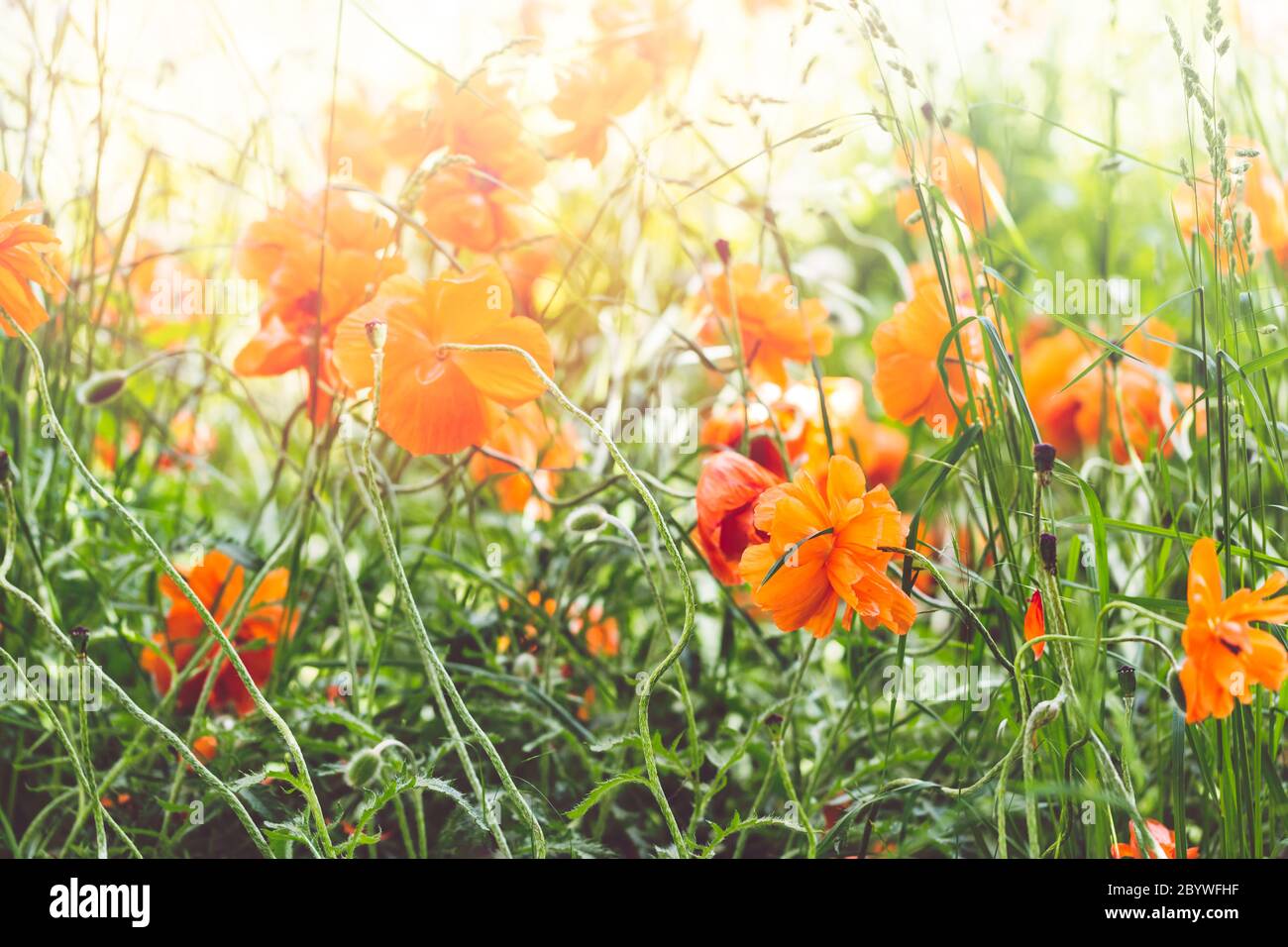 Blühender Mohn Stockfoto