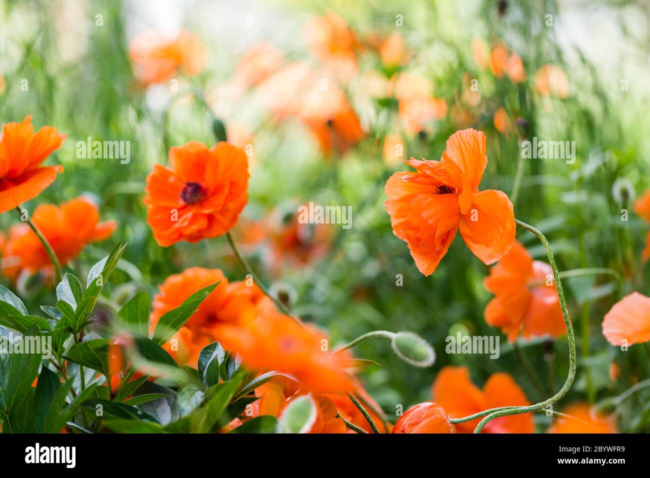 Blühender Mohn Stockfoto