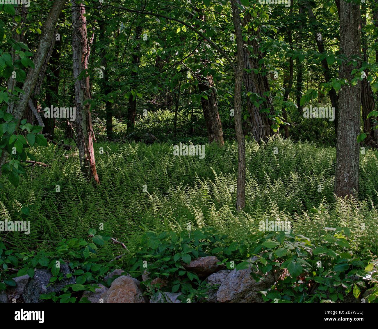 Schöne üppig grüne Farne bedecken den Boden des Waldes in Lexington, MA. Im Vordergrund ist eine große mutigere Wand. Im Hintergrund legt ein tiefes gr Stockfoto