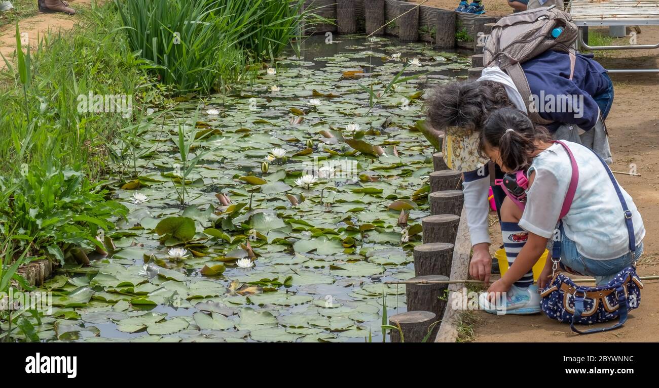 Kinder und Familie genießen Angeln in einem Teich während Suigo Itako Iris Festival, Ibaraki, Japan Stockfoto