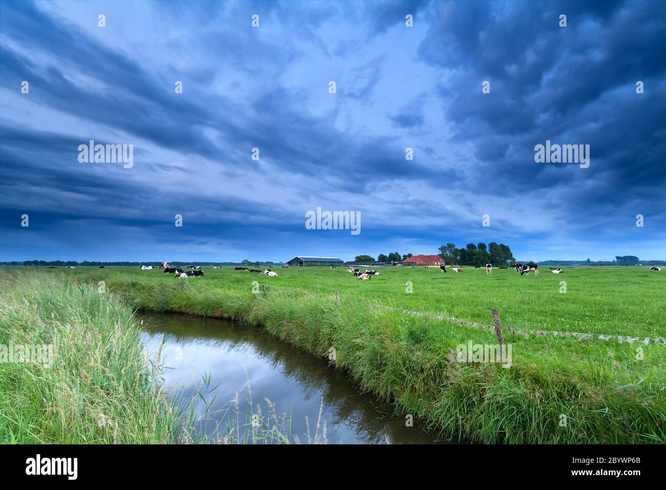 Rinder auf Weide am Fluss Stockfoto