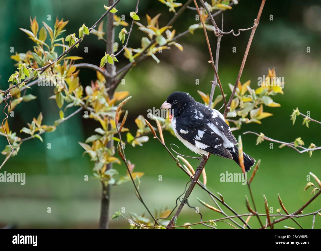 Ein männlicher Rosenbrustschnabel ragt im späten Frühjahr auf einem Ast und wartet auf einen Futterhäuschen. Stockfoto
