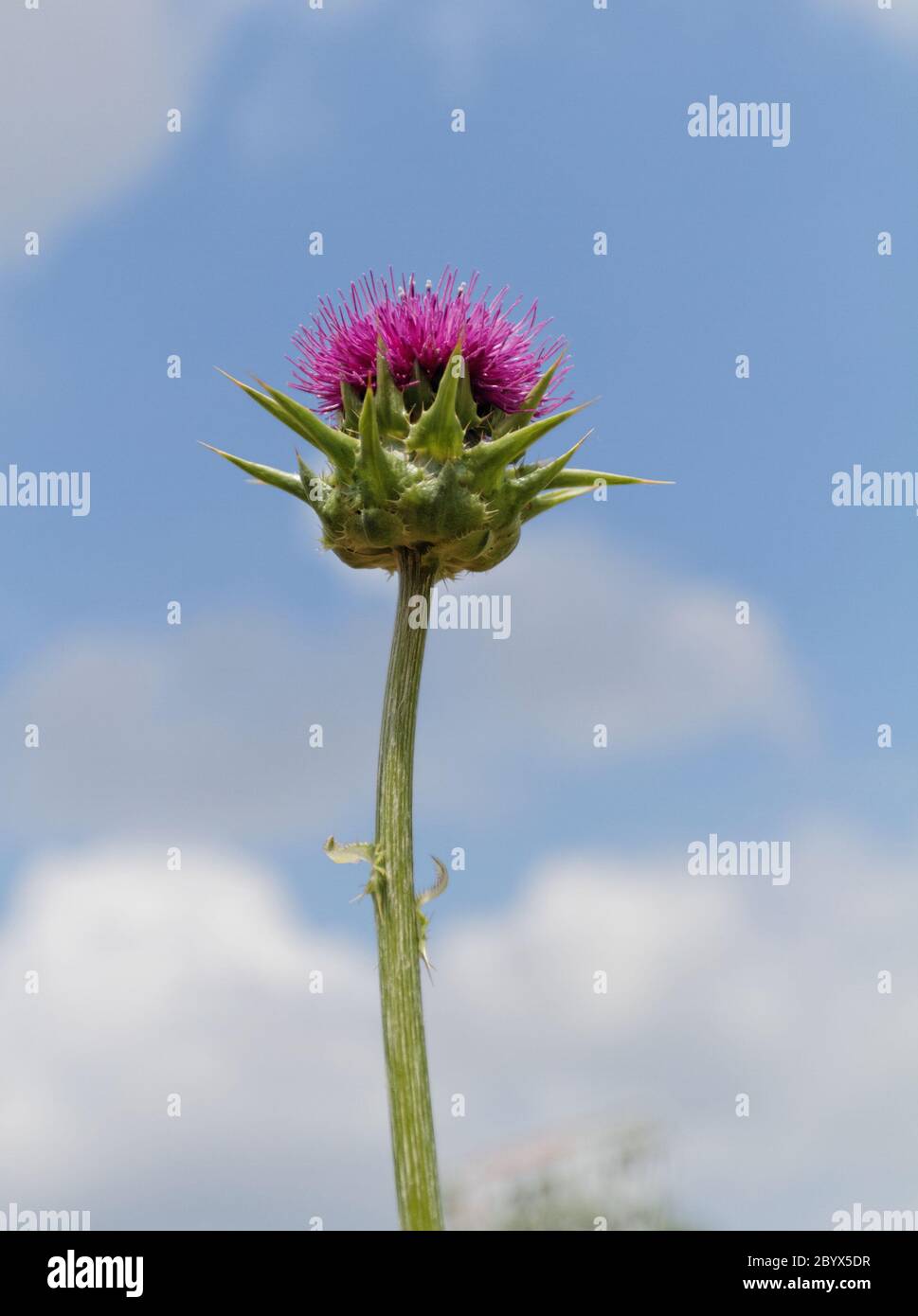 Schöne Nahaufnahme Foto von einer lila Distel Stockfoto