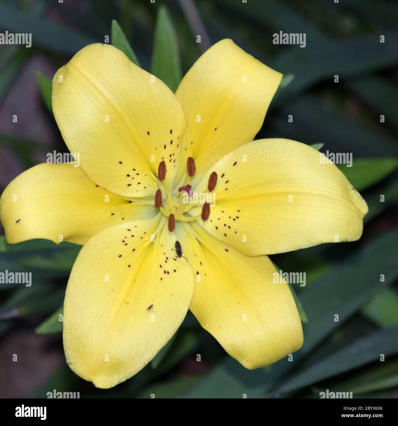 Lily Flower Gelb Stockfoto