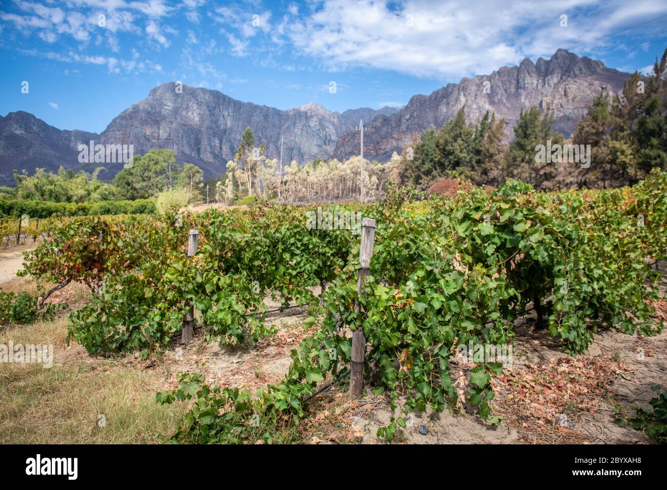 Reihen von gesunden Weinreben , Franschhoek, Western Cape, Südafrika Stockfoto