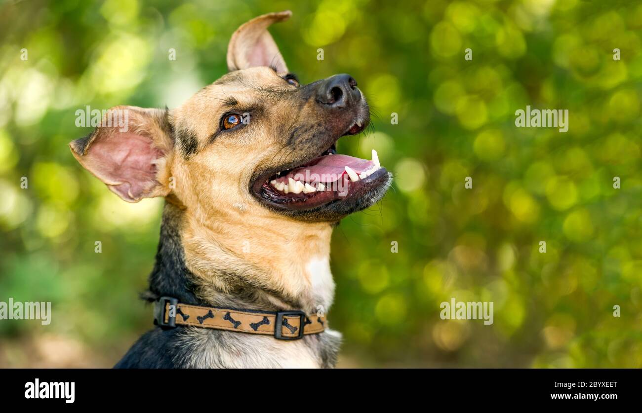 Ein deutscher Sheppard Hund ist im Freien glücklich mit Aufregung Stockfoto