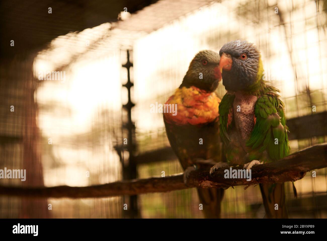 Wendy Hendricks auf ihrem Grundstück, das am Montag, den 6. Januar 2020 als provisorischer Tierschutz auf Raymond Island, Victoria, Australien diente. Stockfoto