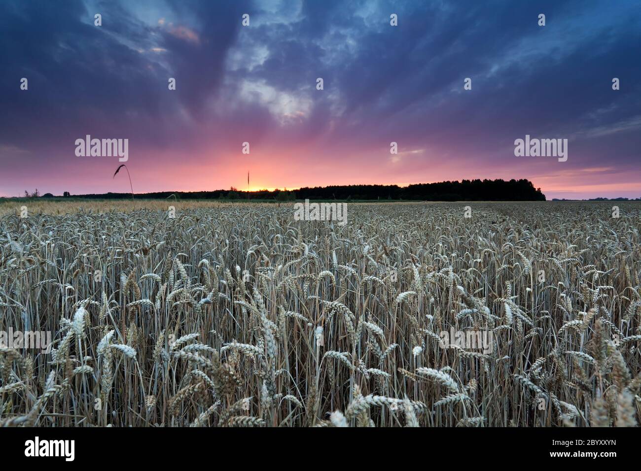 Sommer Sonnenuntergang über Weizenfeld Stockfoto