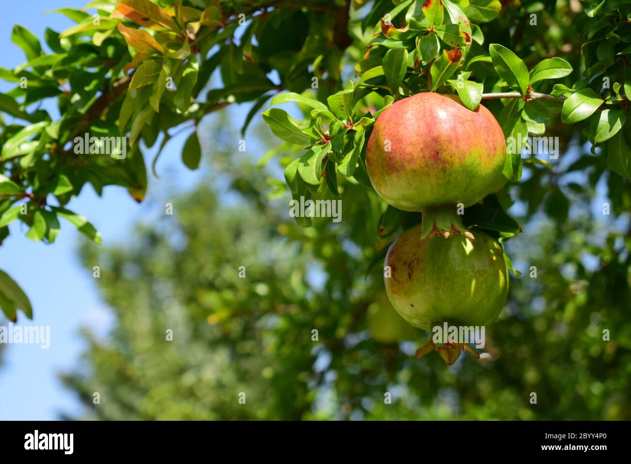 Granatapfelbaum mit Früchten an einem sonnigen Sommertag. Stockfoto