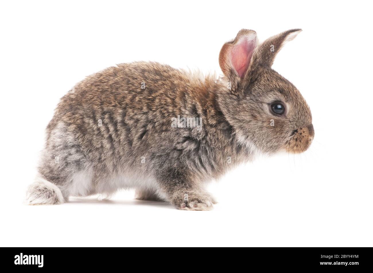 Ein junges Kaninchen Stockfoto