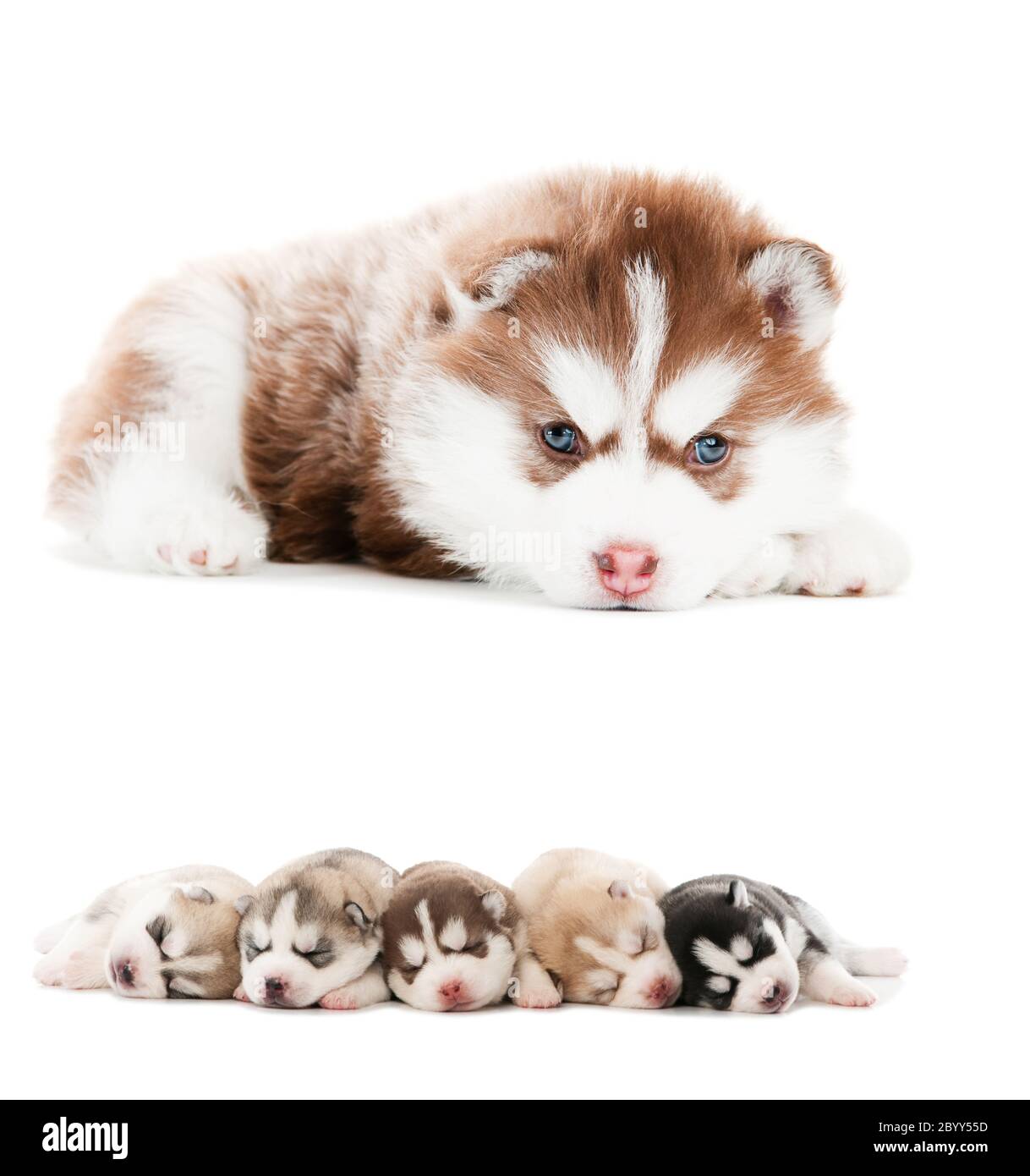 Sammlung von kleinen Welpen von sibirischen Husky Stockfoto