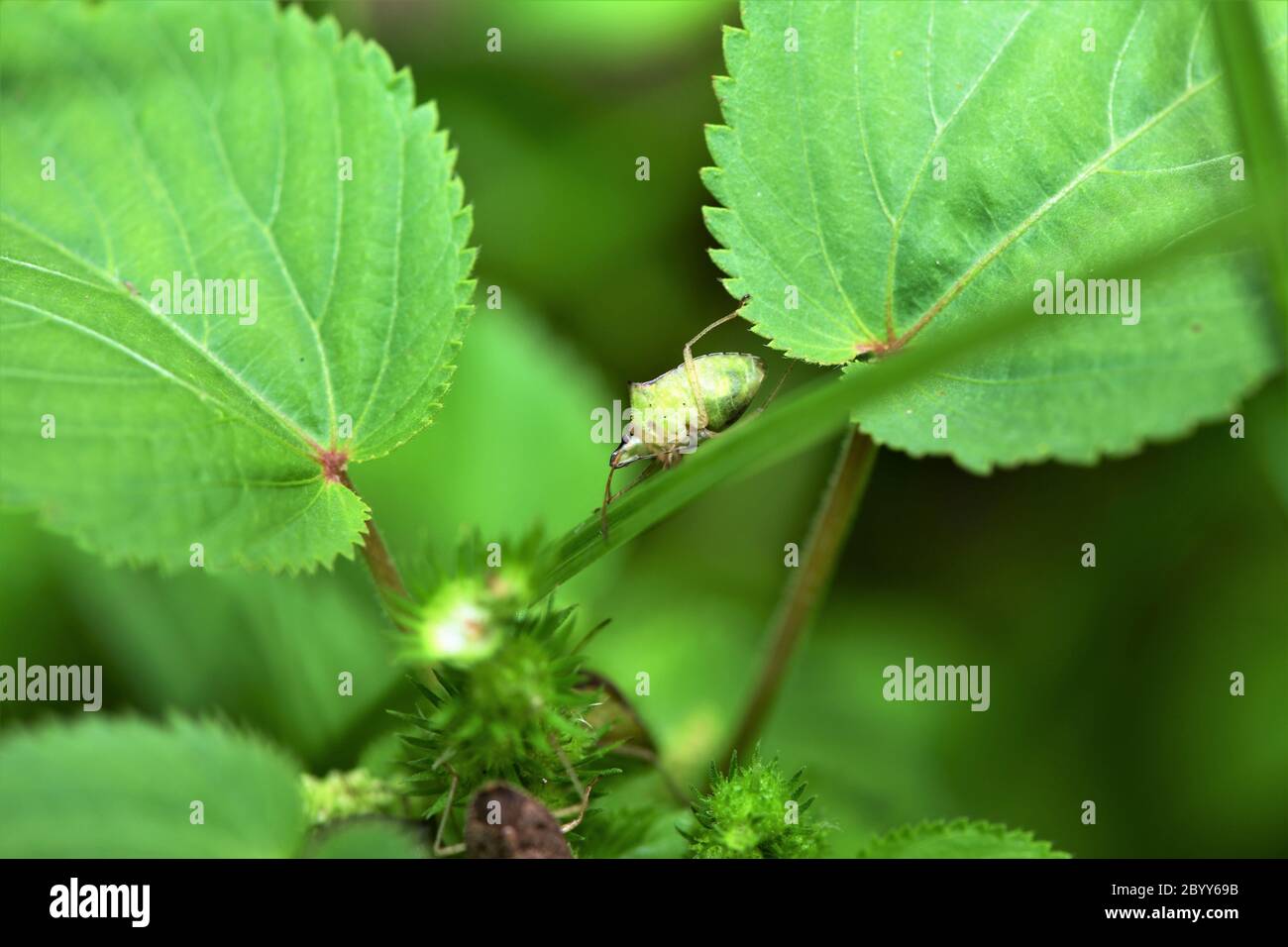 Ein Stinkbug in Bewegung. Stockfoto